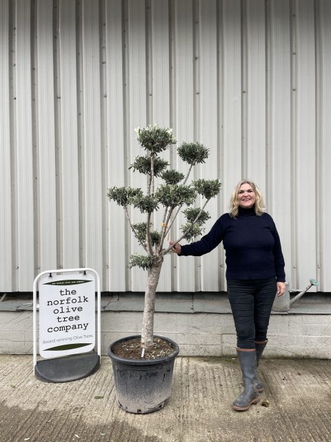 Niwaki cloud Olive tree