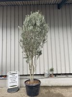 Multi-stem screening olive tree