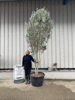 Multi-stem screening olive tree