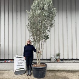 Multi-stem screening olive tree