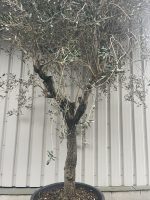 Mature Tuscan Olive tree