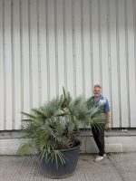 Blue Mediterranean Fan Palm