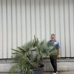 Blue Mediterranean Fan Palm