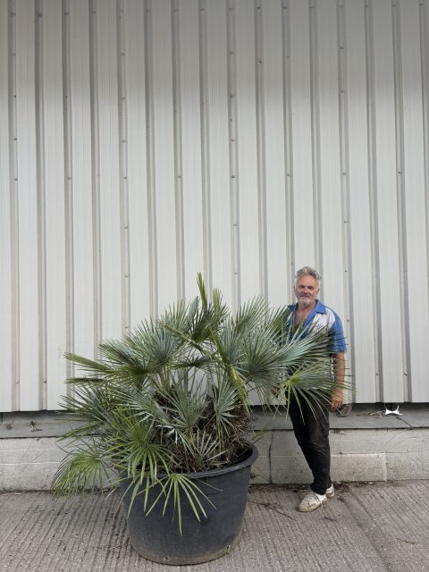 Blue Mediterranean Fan Palm