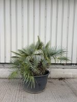 Blue Mediterranean Fan Palm