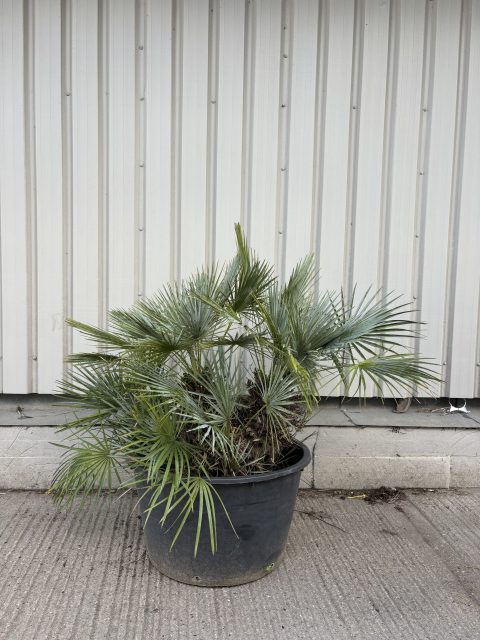 Blue Mediterranean Fan Palm