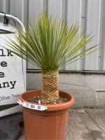 IMG_1452 Yucca Rostrata