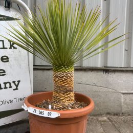 Yucca Rostrata