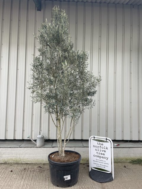 Smooth stem branched Olive tree