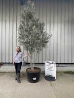 Smooth stem branched Olive tree