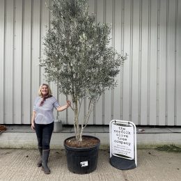 Smooth stem branched Olive tree