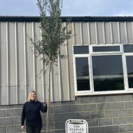 Olive tree for landscaping