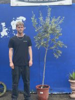 Arbequina Olive tree