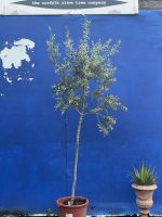 Arbequina Olive tree