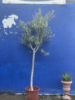Arbequina Olive tree