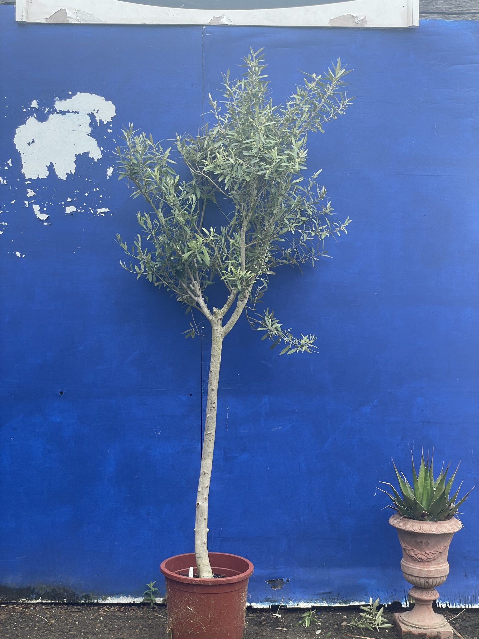 Arbequina Olive tree. Free delivery. The Norfolk Olive Tree Company