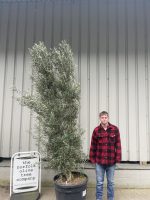 Multi-stem screening olive tree