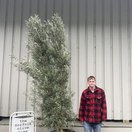 Multi-stem screening olive tree