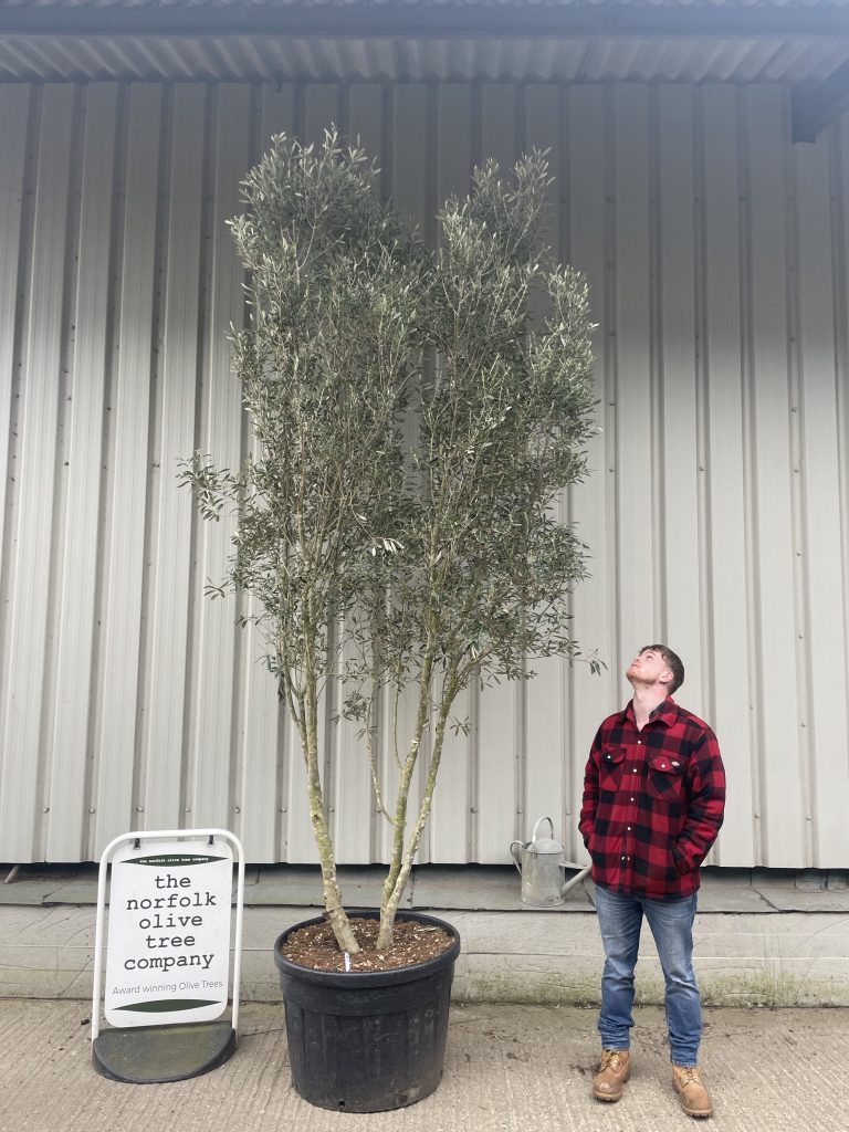 Olea europaea ‘Cipressino’