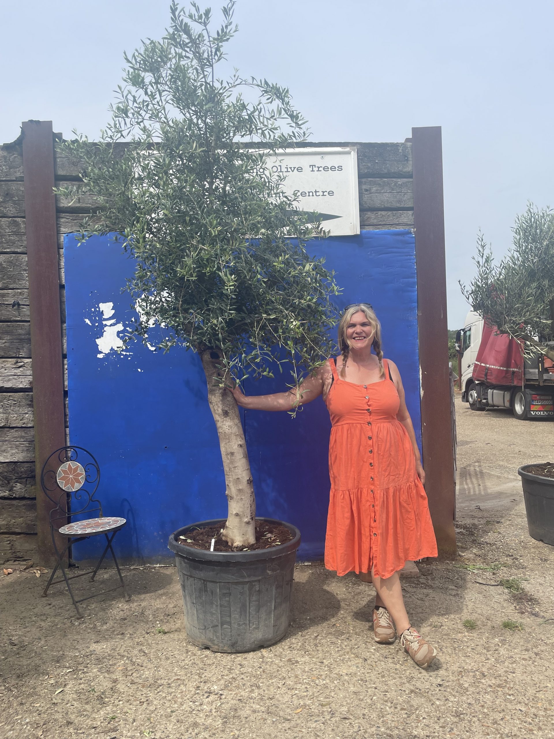 Smooth stem branched Olive tree The Norfolk Olive Tree Company