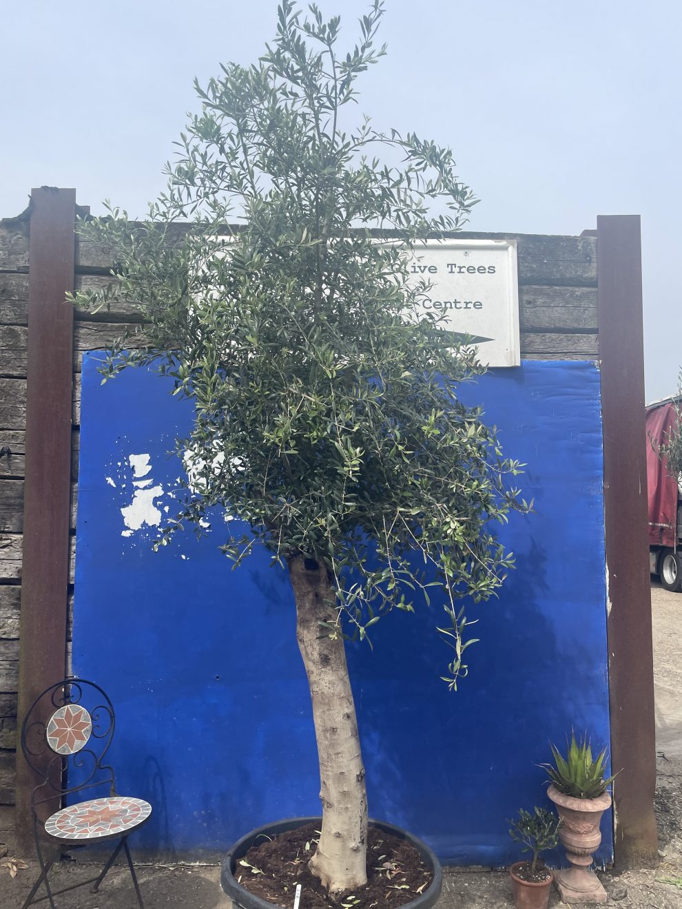 Smooth stem branched Olive tree The Norfolk Olive Tree Company