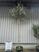 Tall screening Olive Tree
