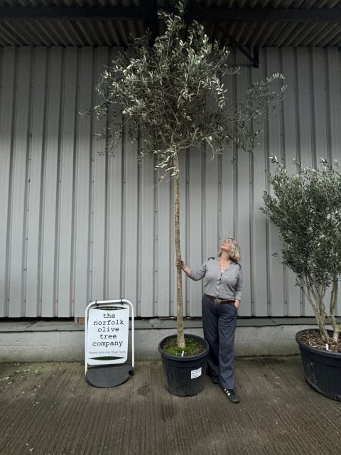Tall screening Olive Tree
