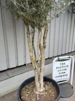 Multi stem Olive Tree