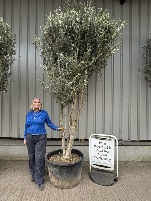 Multi stem Olive Tree