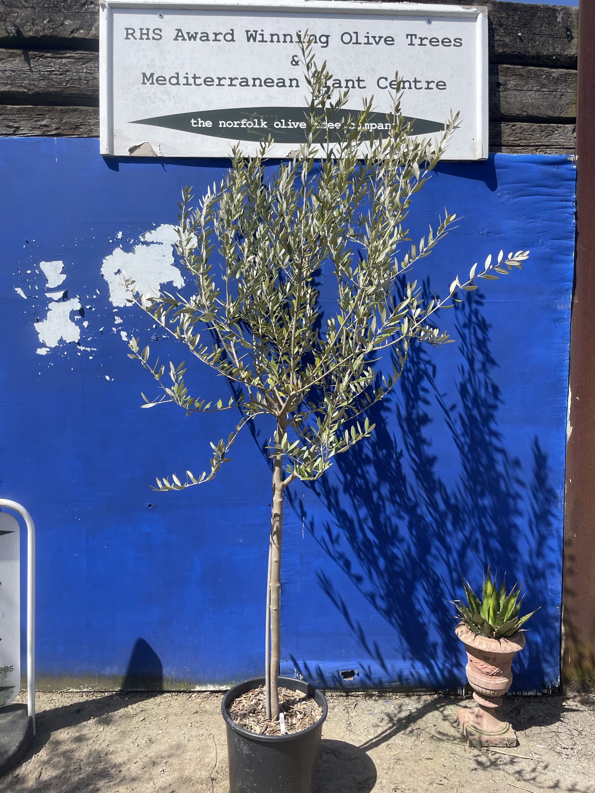Tuscan Olive tree free delivery The Norfolk Olive Tree Company