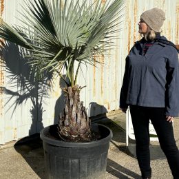 Brahea Armata (Mexican Blue Palm) for Sale UK | Rare Blue Palm Tree