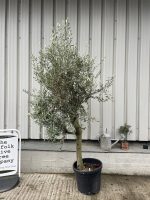 Smooth stem branched Olive tree