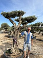 Large gnarled cloud Olive tree
