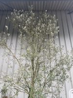 Multi-stem screening olive tree