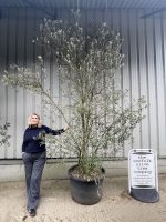 Multi-stem screening olive tree