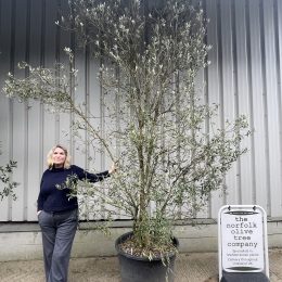 Multi-stem screening olive tree