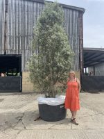 Extra tall Olive tree