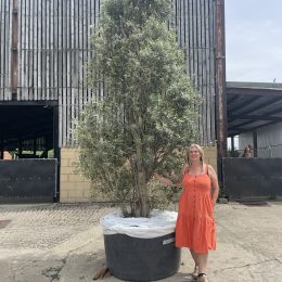 Extra tall Olive tree