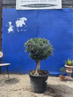 Ball head Olive tree