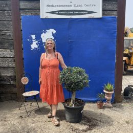 Ball head Olive tree free delivery.