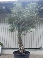 Extra tall olive tree gnarled trunk