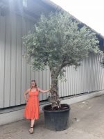 Extra tall olive tree gnarled trunk