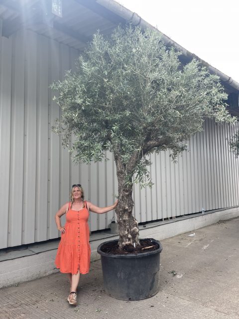 Extra tall olive tree gnarled trunk