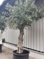 Extra tall olive tree gnarled trunk