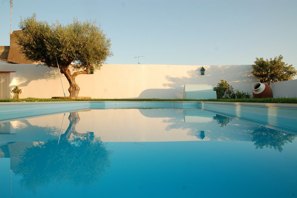 Ancient Olive Trees