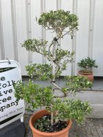 Bonsai cloud tree