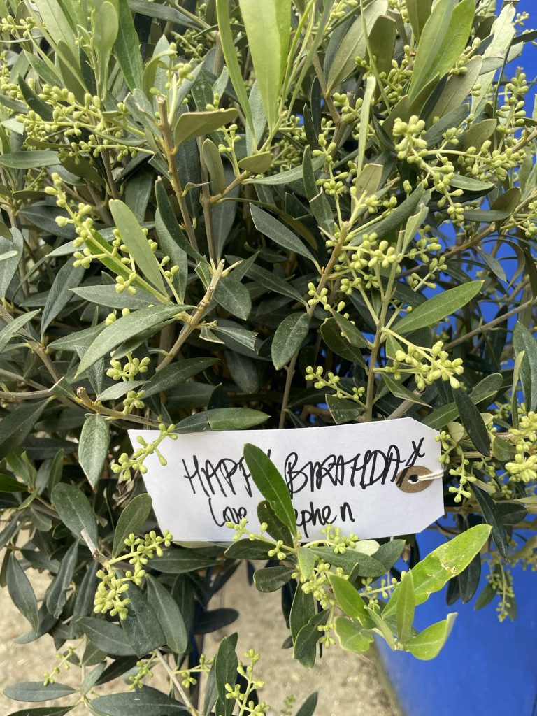 The Olive Tree Gift