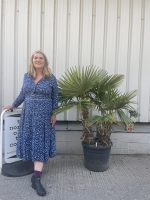Multi- trunk Trachycarpus Fortunei