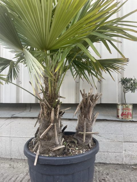 Multi- trunk Trachycarpus Fortunei