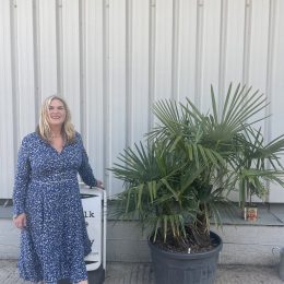Multi- trunk Trachycarpus Fortunei